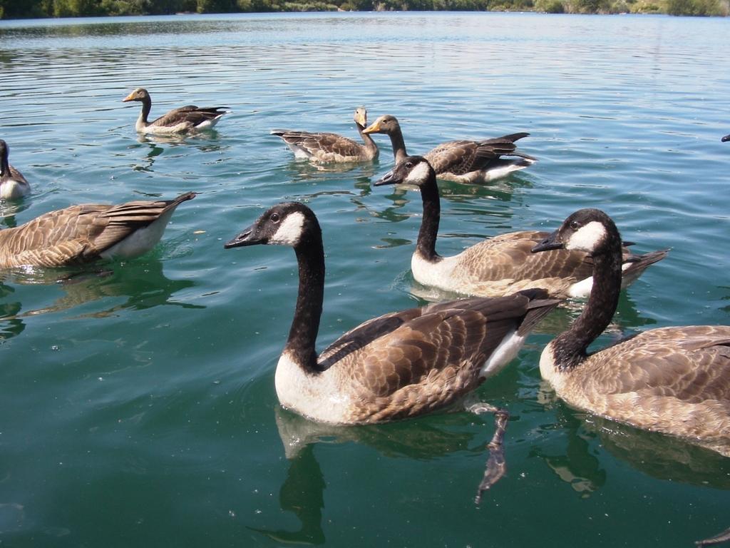 B&B Am See Koeln - Privatzimmer Quarto foto